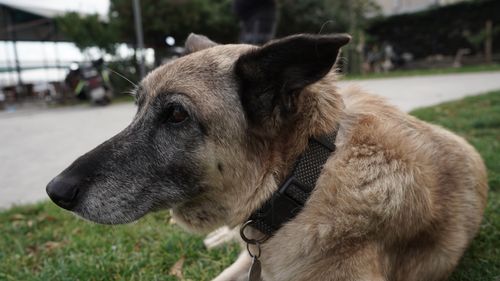 Free stock photo of big dog Stock Photo