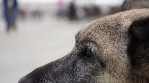 Free stock photo of dog Stock Photo