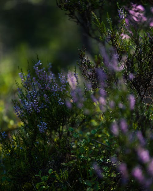 Lavender Flowers in Tilt Shift Lens