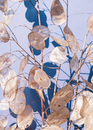 Brown Leaves on Blue Water