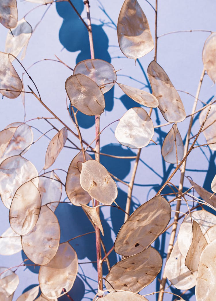 Close-up Of Dried Fruit Of Annual Honesty Flower