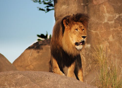 aslan, Hayvan Krallığı içeren Ücretsiz stok fotoğraf