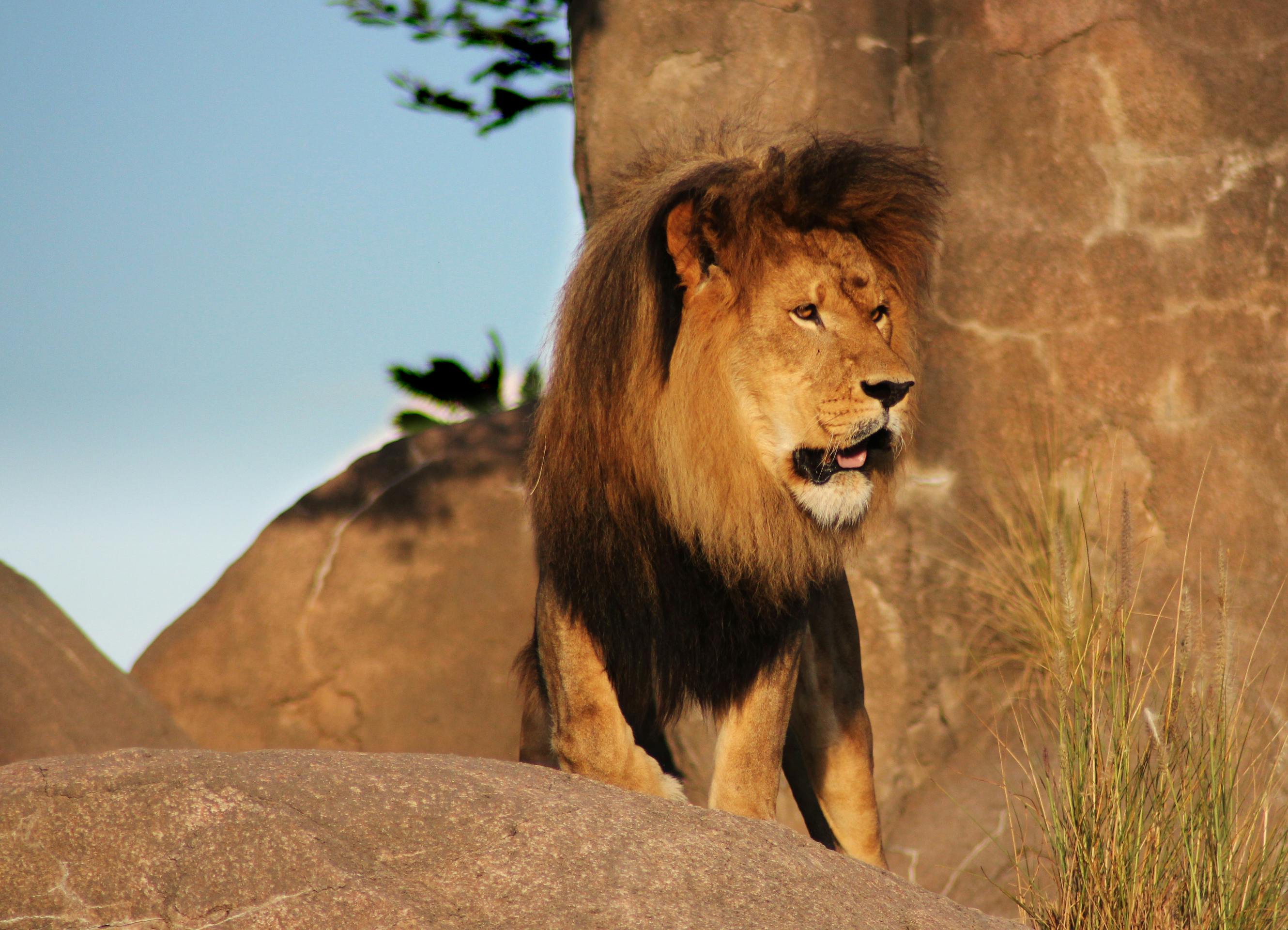 Free stock photo of Animal Kingdom, lion