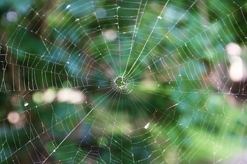 örümcek ağı içeren Ücretsiz stok fotoğraf