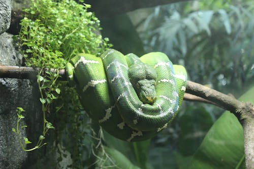 Free Green and White Snake on Branch Stock Photo