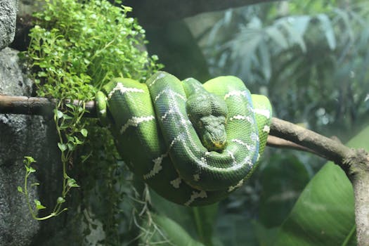 Close-up of an emerald tree boa coiled around a branch with lush green foliage in the backdrop.