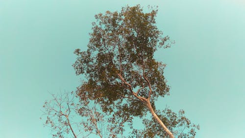 Foto Sudut Rendah Pohon Di Bawah Langit Tanpa Awan
