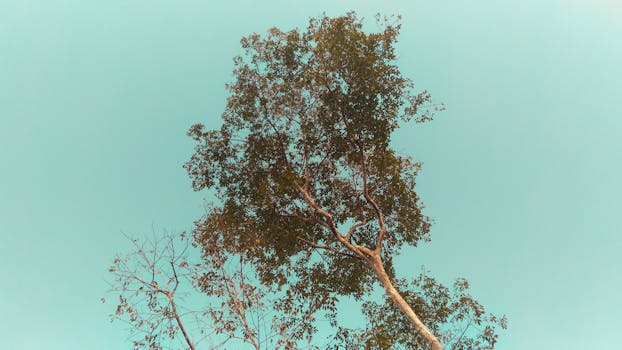 Upward view of a tall tree's branches and leaves against a clear sky in Brazil.