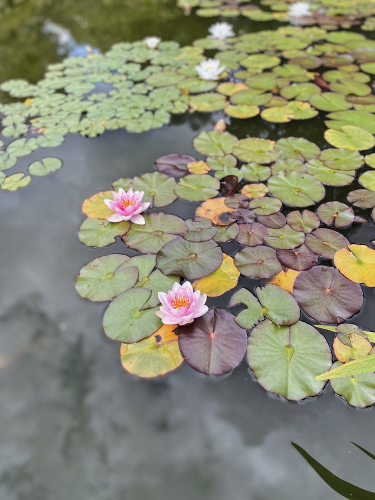 Lotus Flowers In Water