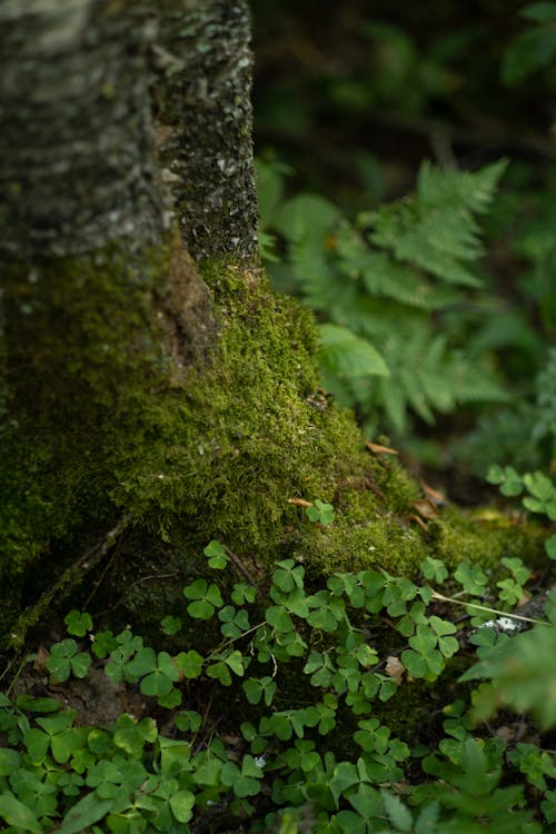 Foto d'estoc gratuïta de arbre, bagul, bosc