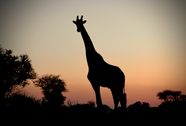 Giraffe Sunset Wallpaper Silhouette Royalty Free Photo Silhouette Of