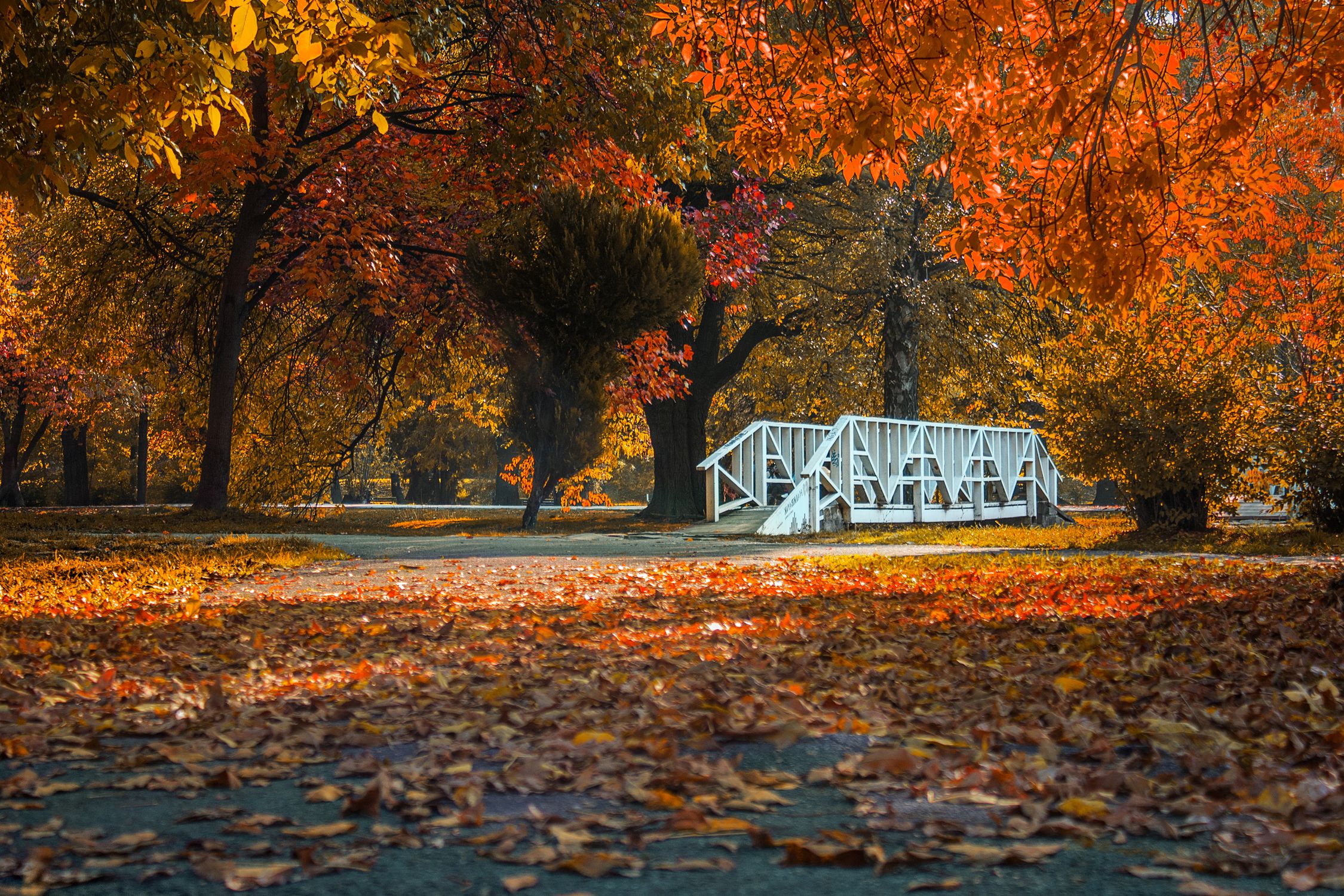 Photo of Autumn Trees with Fallen Leaves on Ground · Free Stock Photo