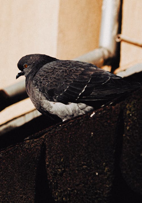 A Pigeon Perched on Concrete