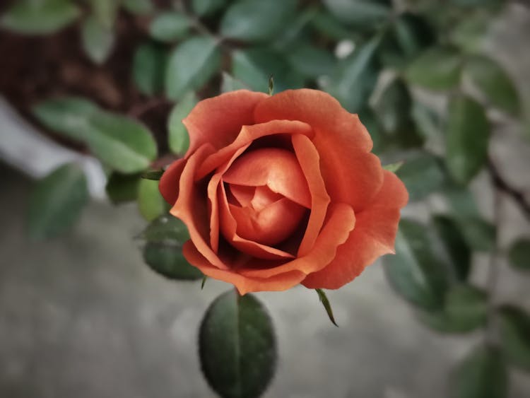 Orange Rose In Bloom