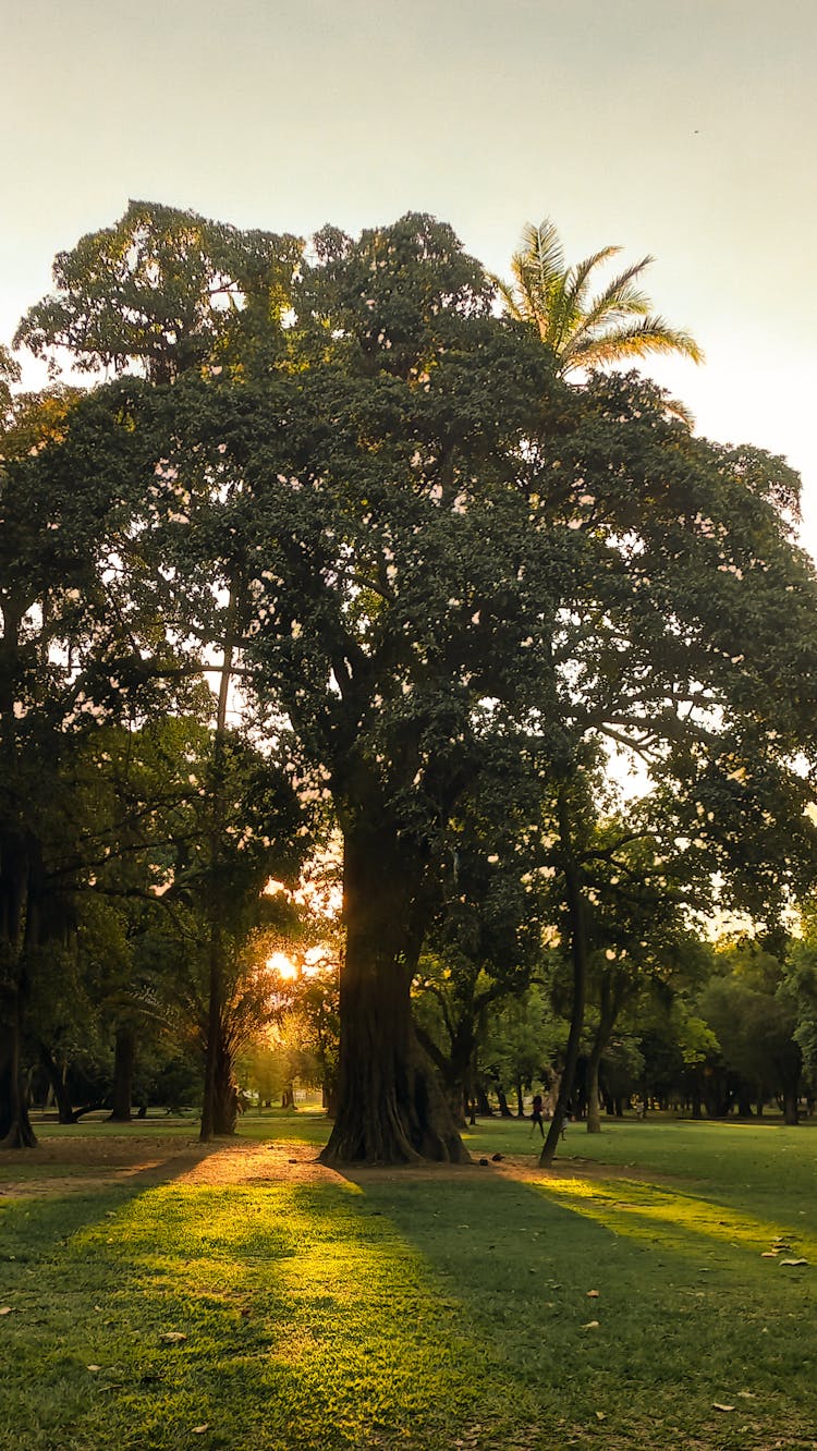 Sunlight Passing Through Green Trees In A Grass Field