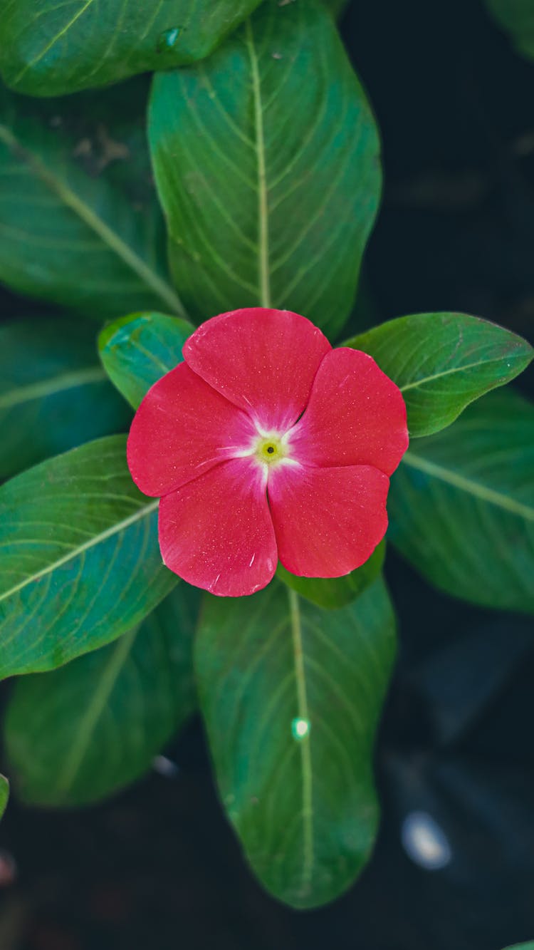 A Madagascar Flower With Green Leaves In Full Bloom