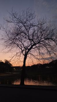 Silhouetted leafless tree against a colorful sunset sky by the pond in São Cristóvão Park, Brazil.