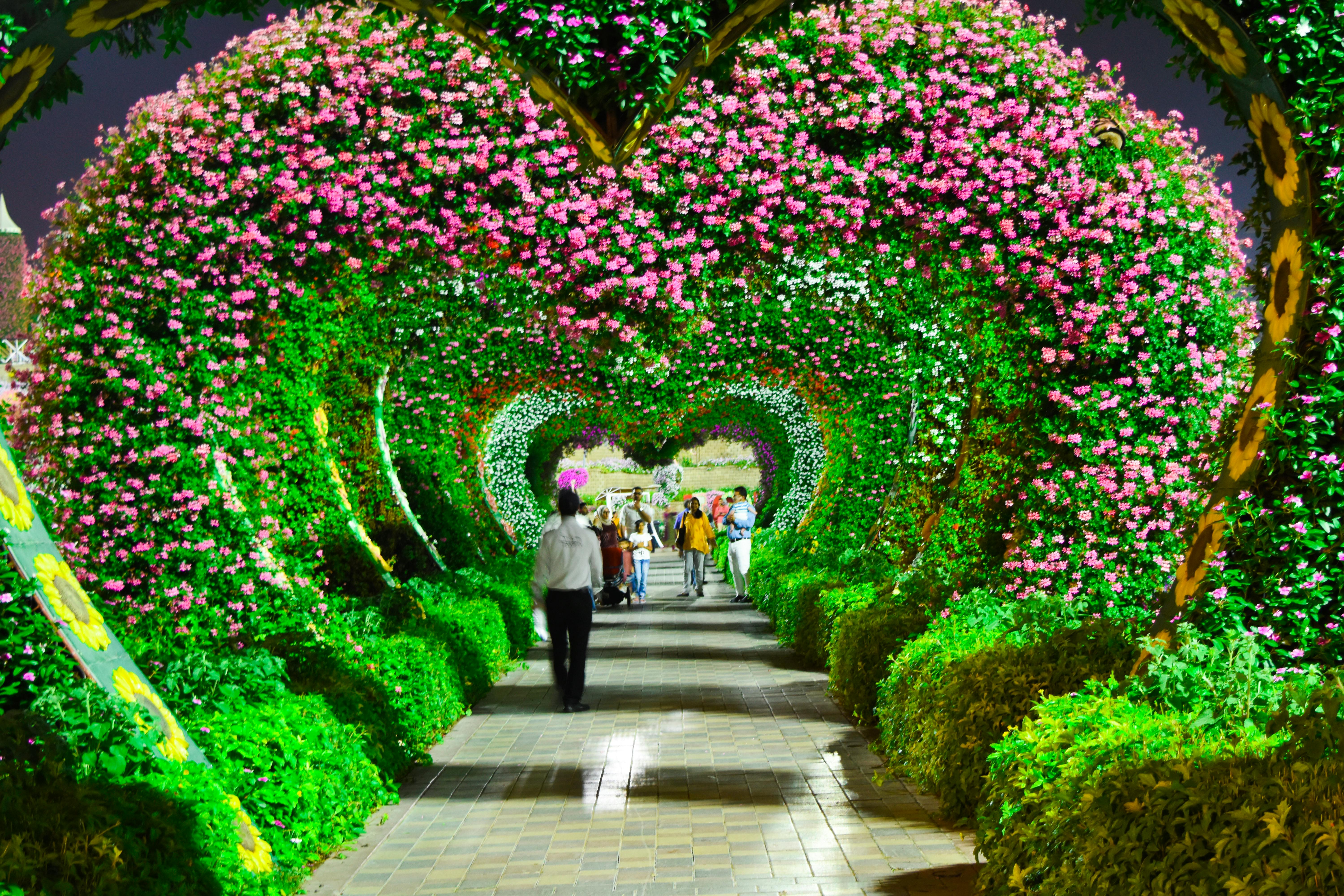 Free Stock Photo Of Dubai Flower Garden Miracal Garden