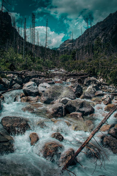 Free stock photo of aqua, high tatras, leafless trees