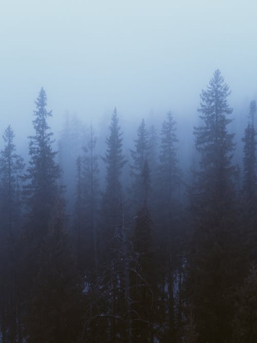 Drone Shot of a Foggy Forest