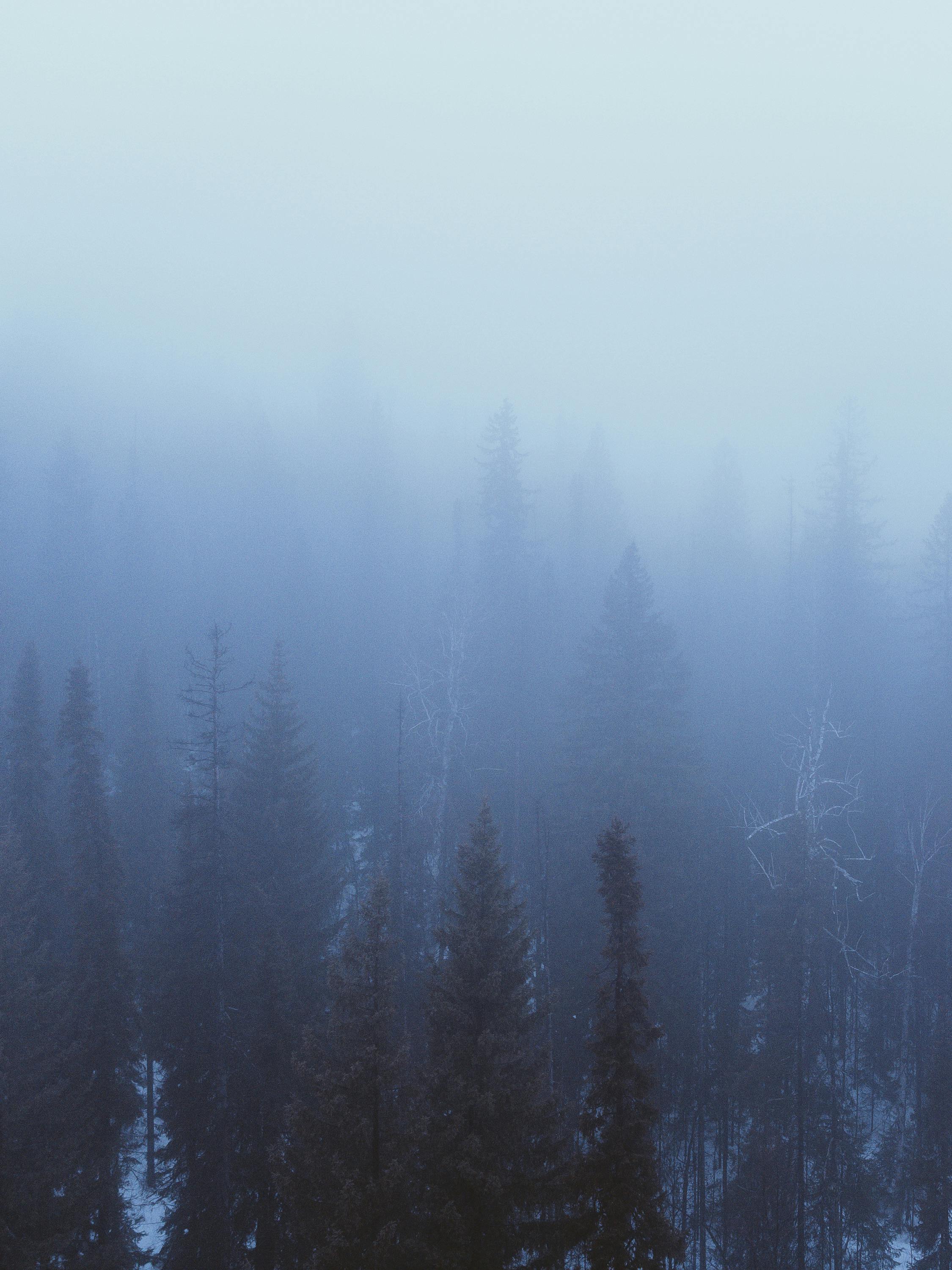 Evergreen Forest in Fog · Free Stock Photo