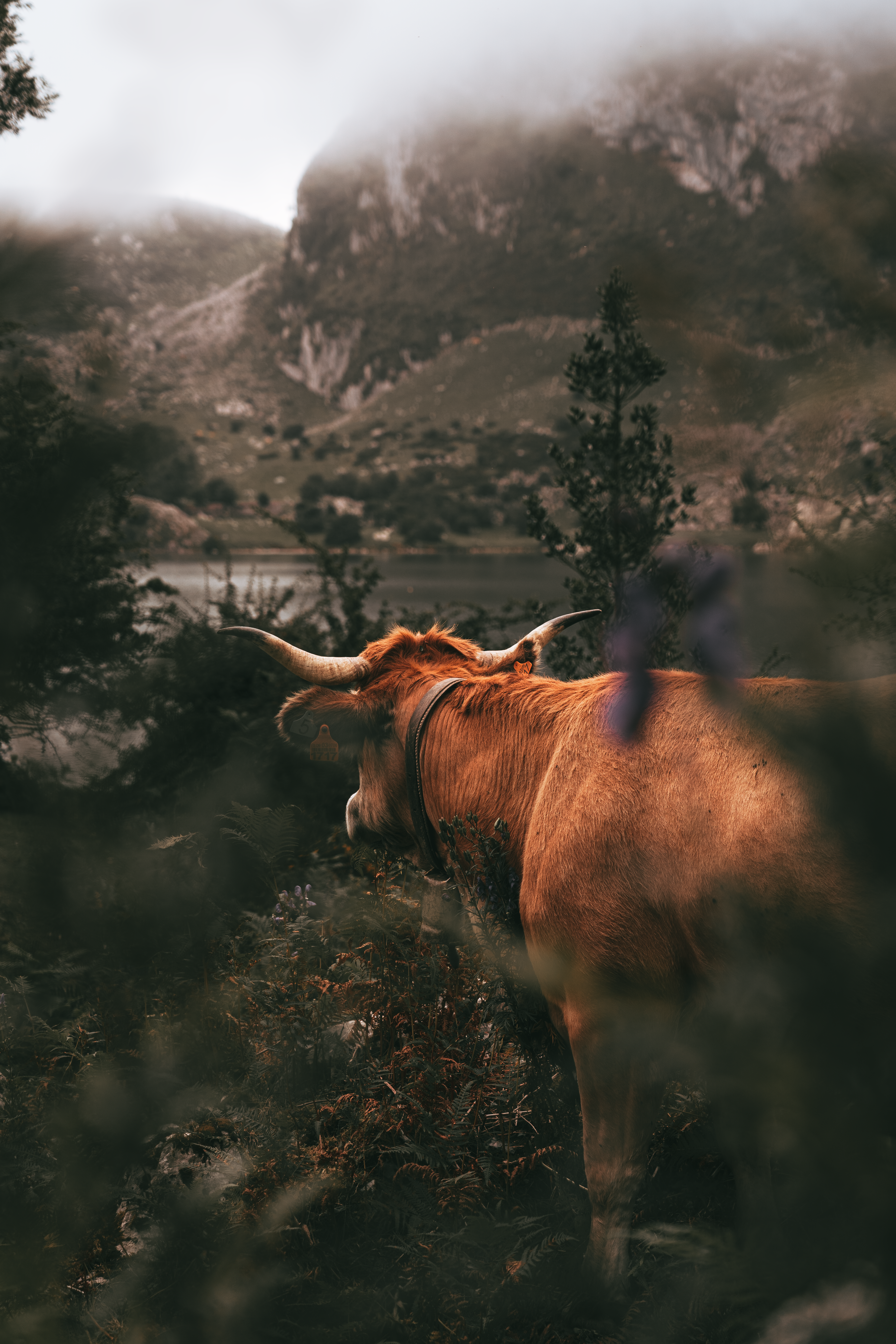 Brown Cow on Green Grass Field · Free Stock Photo