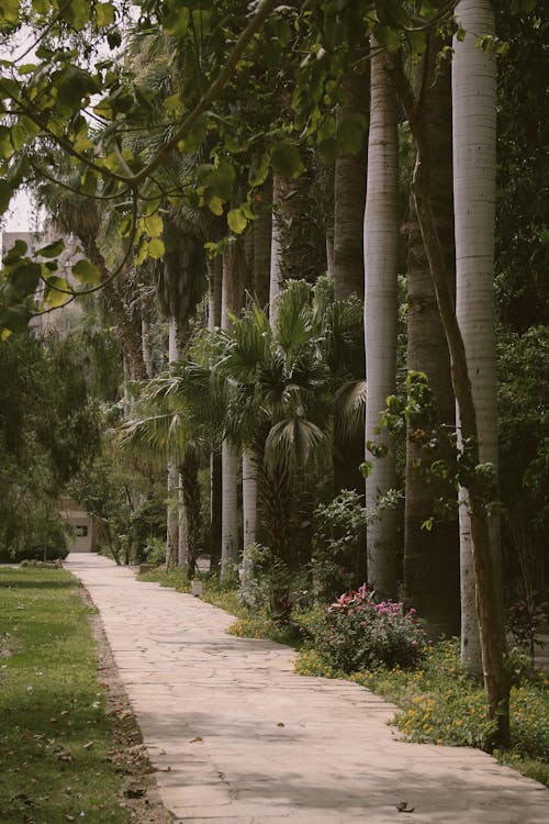 Palm Trees Beside Gray Paved Pathway