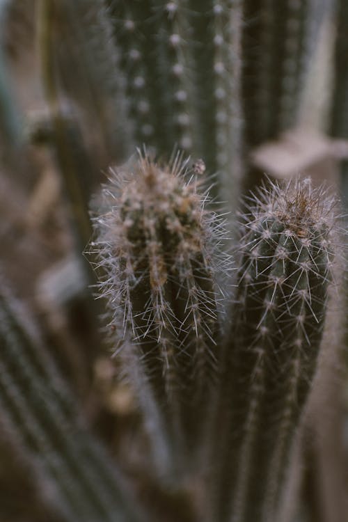 Kostenlos Grüner Kaktus Stock-Foto