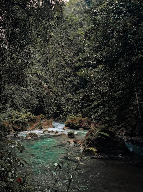 Shallow River in a Forest