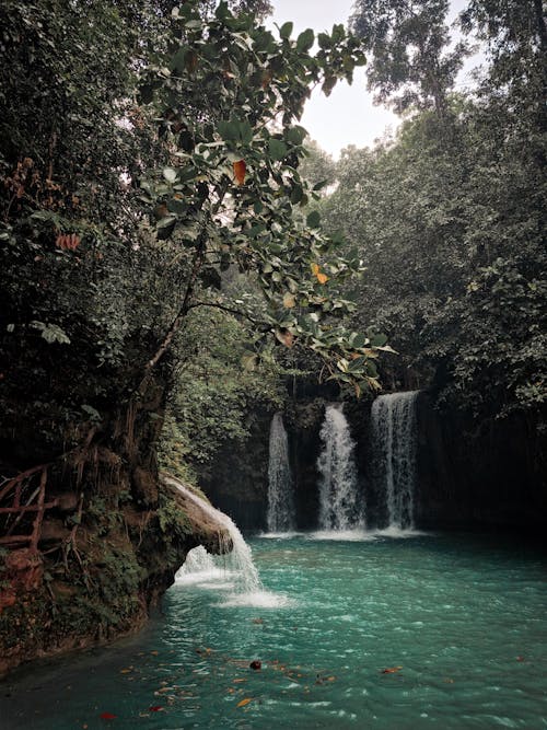 Imagine de stoc gratuită din apă curgătoare, arbori, cascade