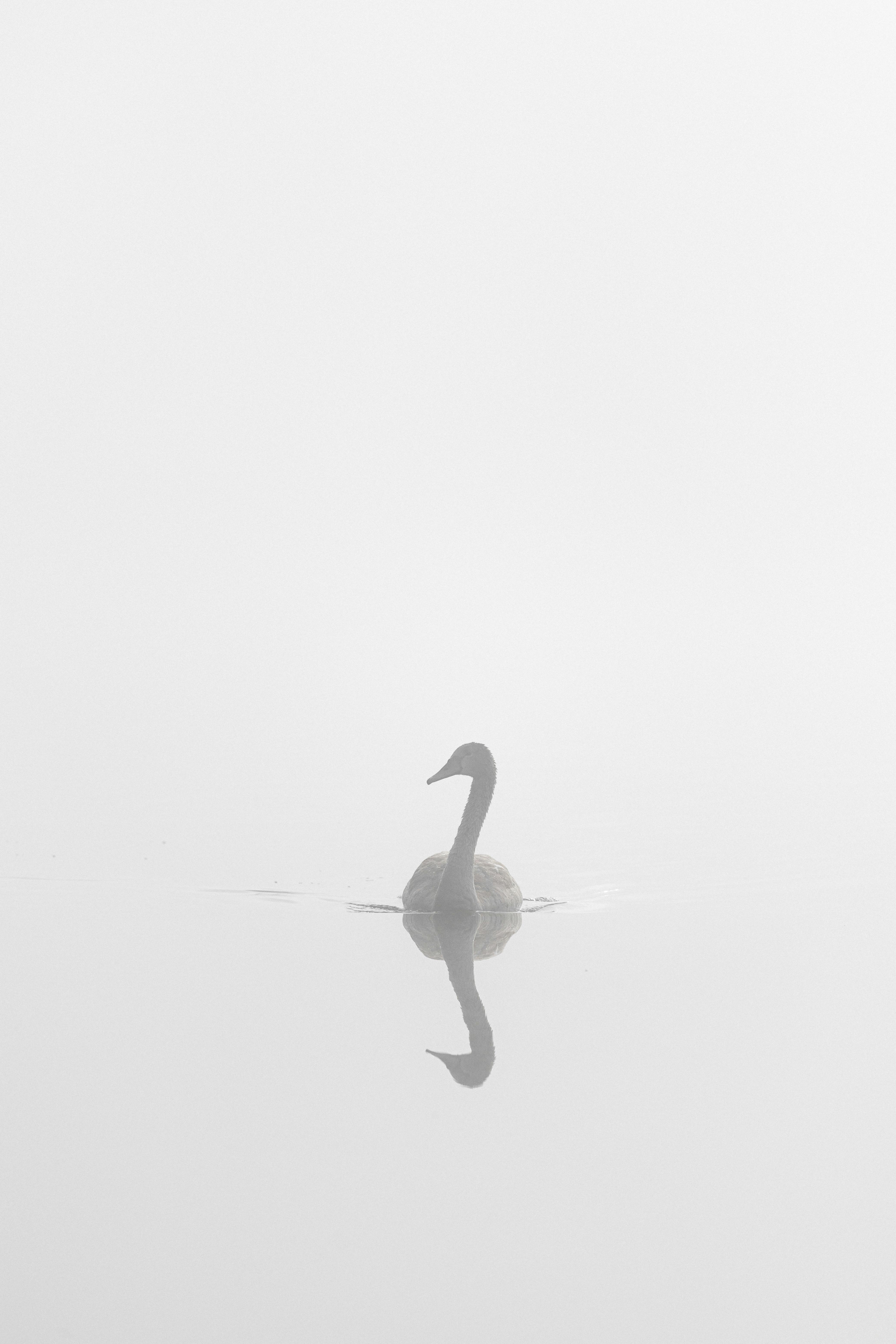 免费 優美, 優雅, 冷色調 的 免费素材图片 素材图片