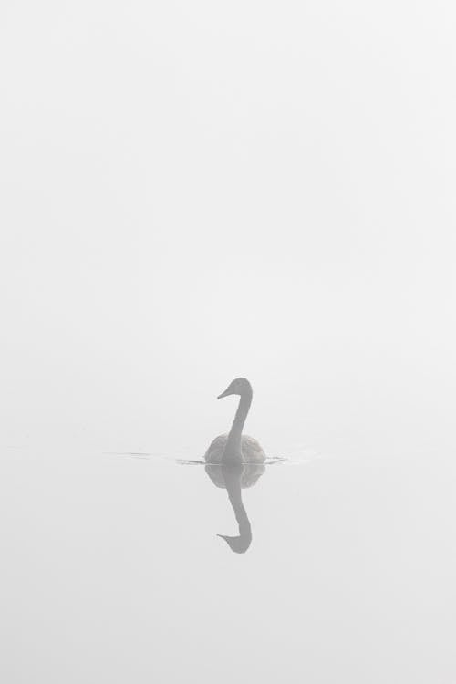 Free A Swan on Water Stock Photo