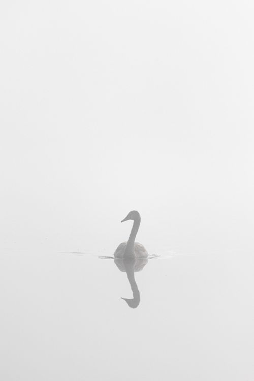 Free A swan glides gracefully on a misty lake, creating a peaceful reflection. Stock Photo
