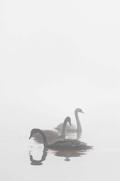 Swan on Water in Mist