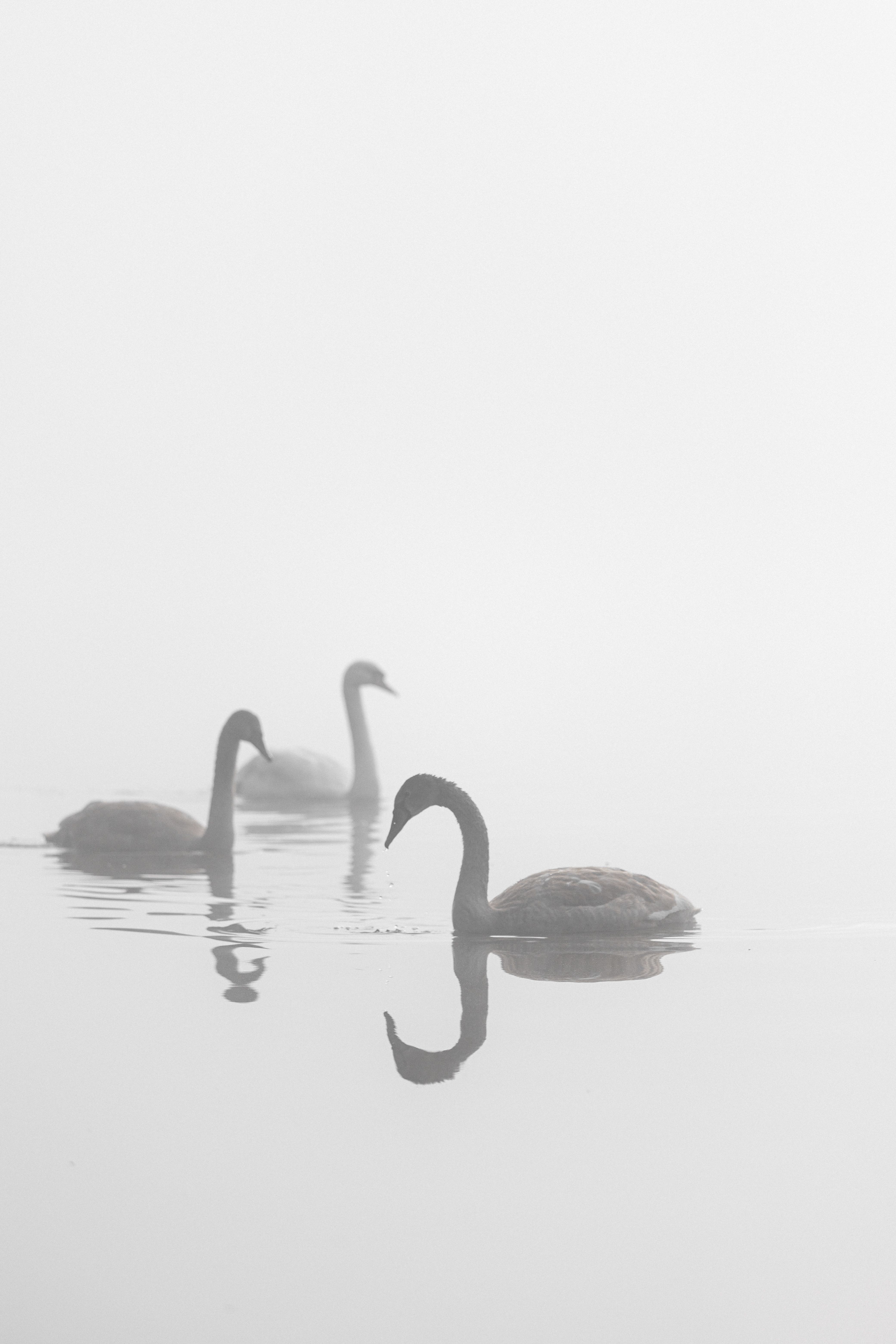 Three swans swim gracefully on a foggy lake, reflecting serenity.