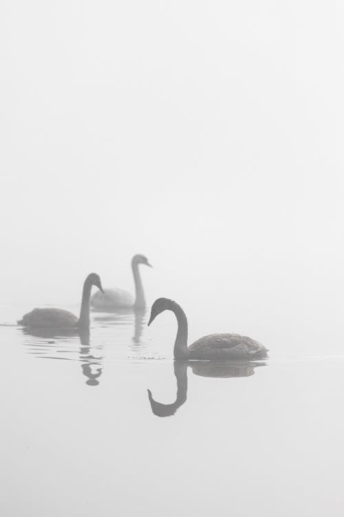 Reflections of Swans on Body of Water
