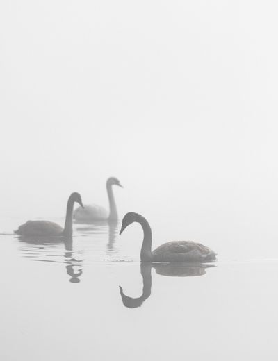 Three swans on a foggy lake — photo by Tomas Hakl on Pexels