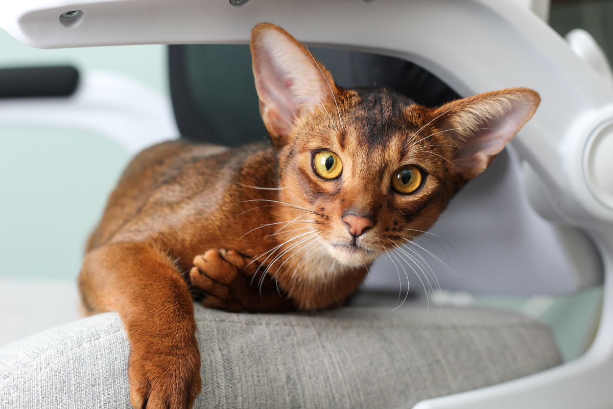 Wildkleurige Abessijn kat met getickte roodbruine vacht en grote oren op een grijze stoel