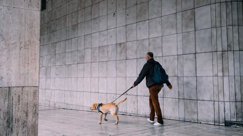 Foto d'estoc gratuïta de amic, animal, caminant