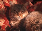 Brown Tabby Cat Lying on Red and White Textile