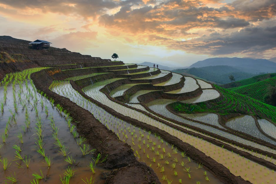 sustainable tourism practices for travel agencies - Beautiful terraced rice fields under a vibrant sunset sky in rural Asia, showcasing sustainable farming.