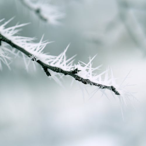 Frozen Crystals on Branch