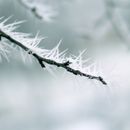 White Flower Buds in Tilt Shift Lens