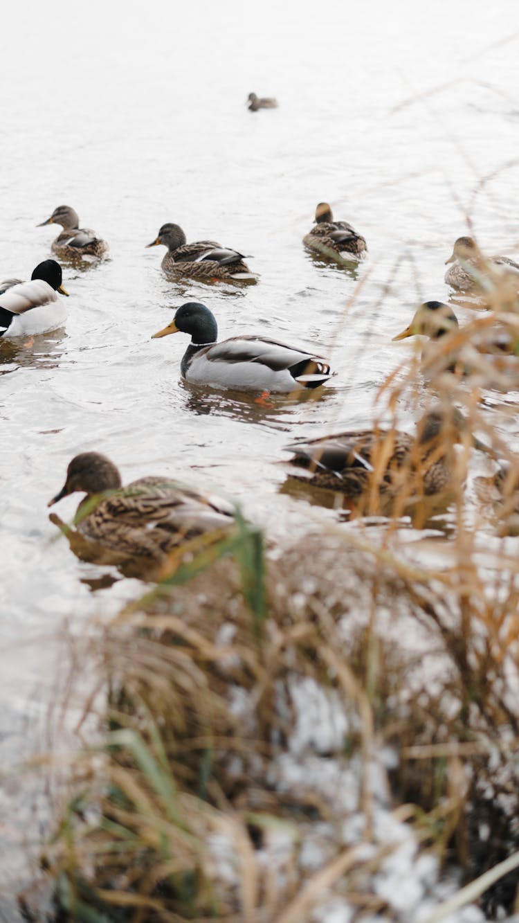 Flock Of Mallard Ducks On Water