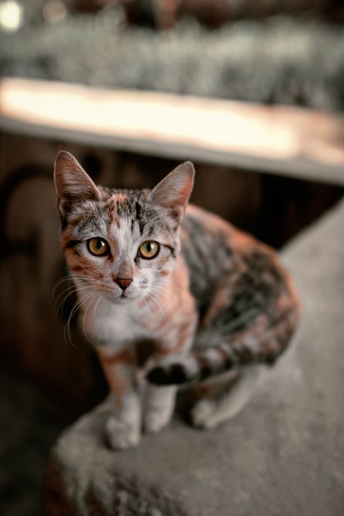 Free A close-up portrait of a tabby cat with attentive eyes, sitting outdoors in soft natural light. Stock Photo