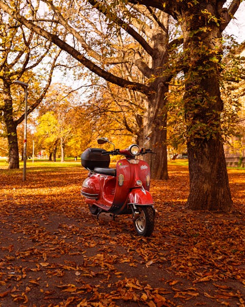 Scooter Parked Under the Tree