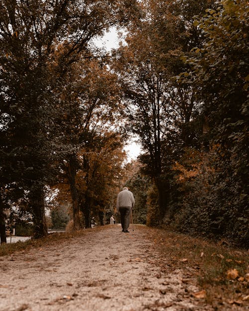 Immagine gratuita di alberi, allontanarsi, marciapiede