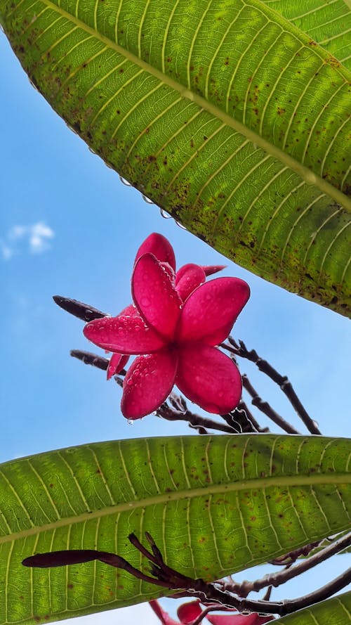 Kostnadsfri bild av frangipani, frangipanisläktet