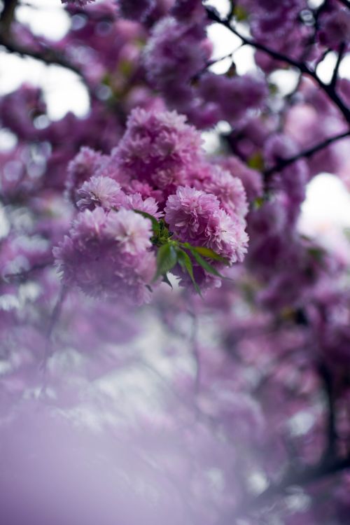 Free A stunning close-up of pink cherry blossoms blooming outdoors in spring. Stock Photo