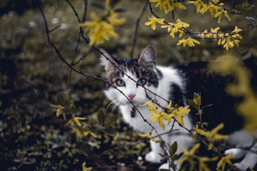 一只好奇的猫透过开满鲜花的树枝凝视，与大自然融为一体